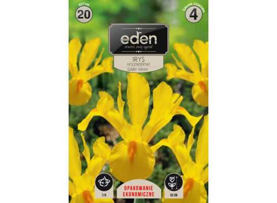 Irys holenderski Golden Harvest 20 sztuk Eden