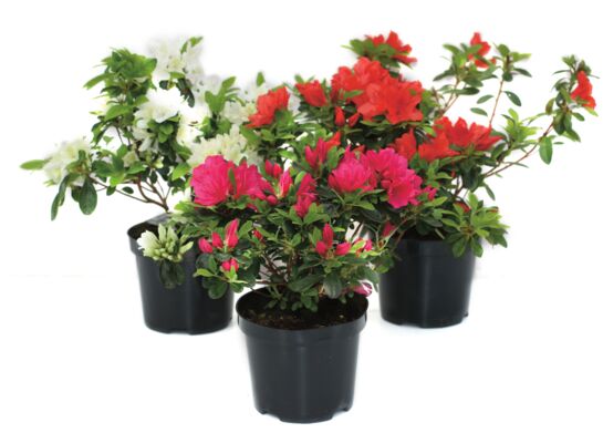 Azalia japońska wys. 15-20 cm don. 15 l