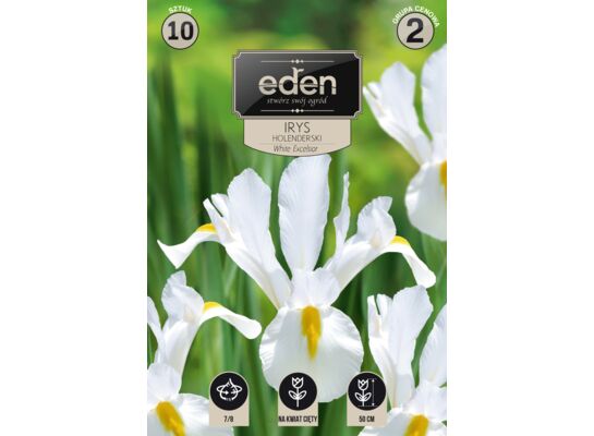 Irys holenderski White Excelsior 10 sztuk Eden