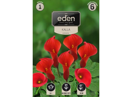 Kalla Zantedeschia 1 sztuka Eden