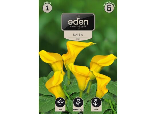 Kalla Zantedeschia 1 sztuka Eden