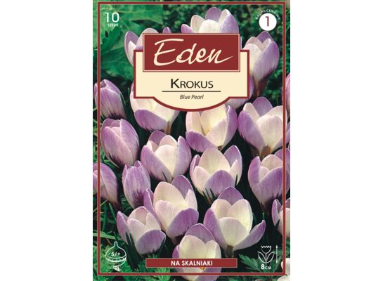 Krokus botaniczny Blue Pearl 10 sztuk Eden
