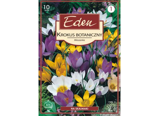 Krokus botaniczny mix 10 sztuk Eden