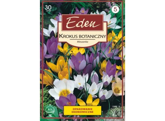 Krokus botaniczny mix 30 sztuk Eden