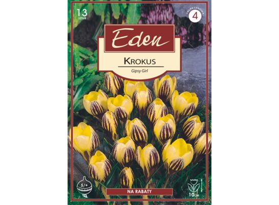 Krokus wiosenny Gipsy Girl - 13 sztuki Eden