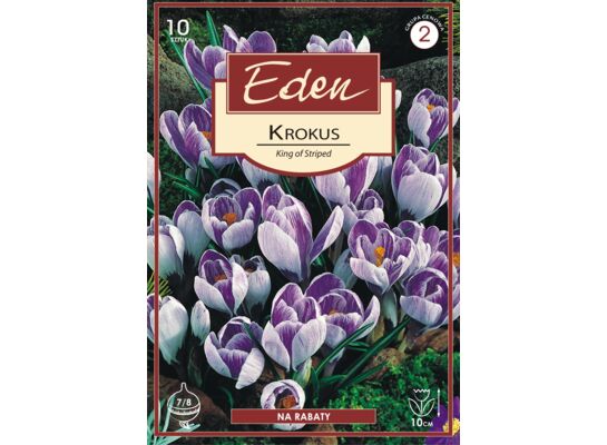 Krokus wiosenny King of striped - 10 sztuk Eden