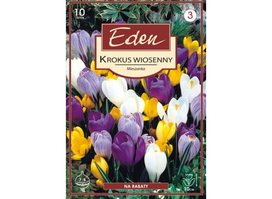 Krokus wiosenny mix - 10 sztuk Eden