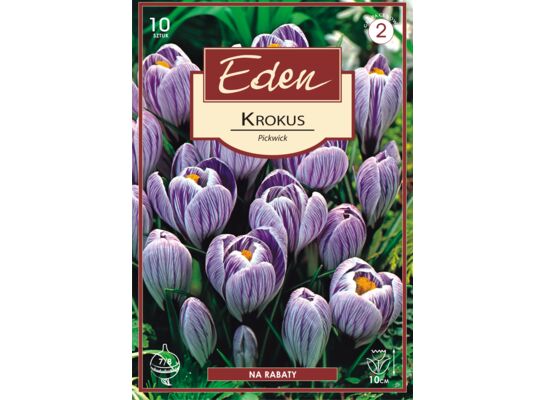 Krokus wiosenny Pickwick - 10 sztuk Eden