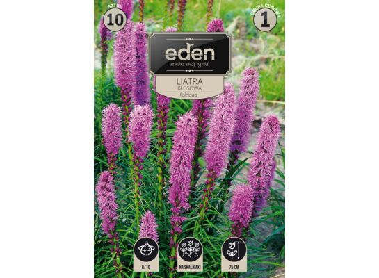 Liatra kłosowa Liatris Spicata 10 sztuk Eden