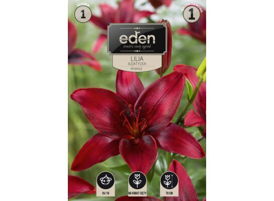 Lilia azjatycka America 1 sztuka Eden