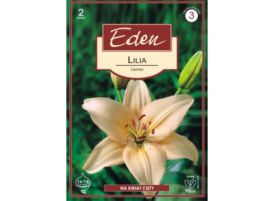 Lilia azjatycka Cannes 2 sztuki Eden