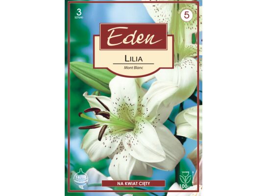 Lilia azjatycka Mont Blanc 3 sztuki Eden