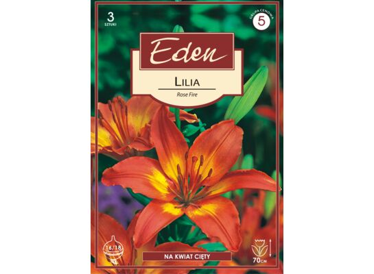 Lilia azjatycka Rose Fire 3 sztuki Eden