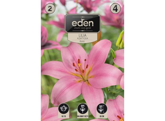Lilia azjatycka Rosita 2 sztuki Eden