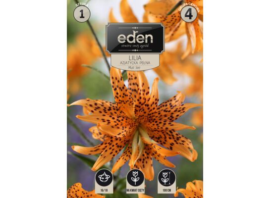 Lilia Double Must See 1 sztuka Eden