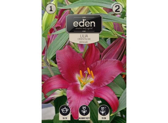 Lilia orientalna Barracuda 1 sztuka Eden
