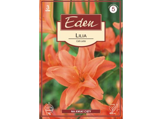 Lilia podwójna Ceb Latte 3 sztuki Eden