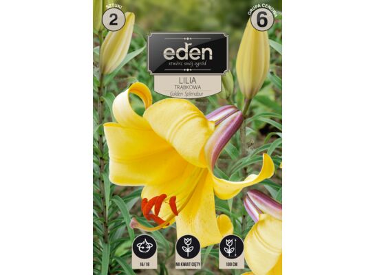 Lilia trąbkowa Golden Splendour 2 sztuki Eden