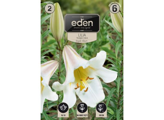 Lilia trąbkowa Regale Album 2 sztuki Eden