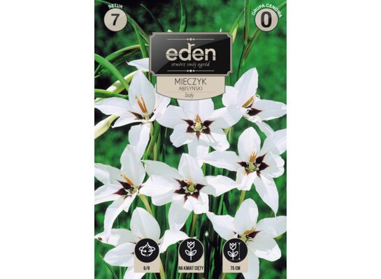 Mieczyk Abisyński 7 sztuk Eden