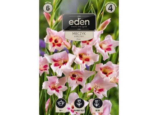 Mieczyk karłowy Elwira 7 sztuk Eden