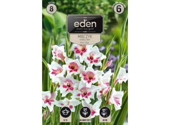 Mieczyk karłowy Prins Claus 8 sztuk Eden