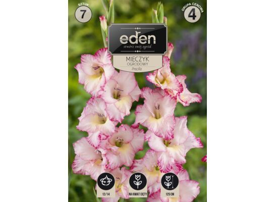 Mieczyk Priscilla 7 sztuk Eden