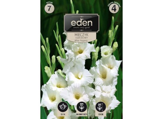 Mieczyk White Prosperity 7 sztuk Eden