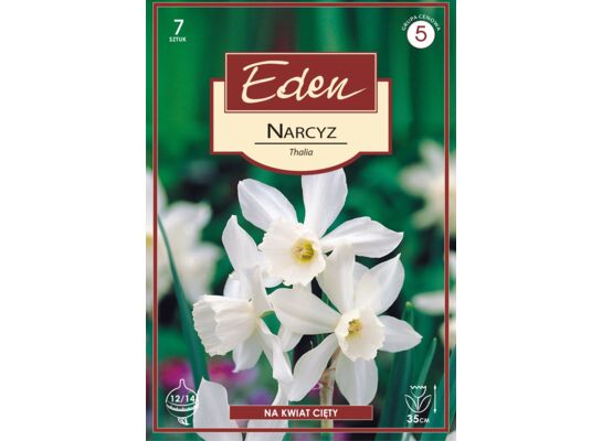 Narcyz botaniczny Thalia 7 sztuk Eden