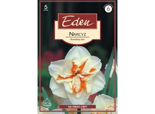 Narcyz Brodway Star 5 sztuk Eden