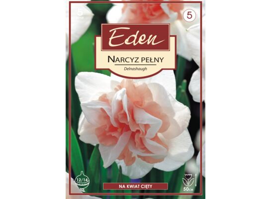 Narcyz Double Delnashaugh 5 sztuk Eden