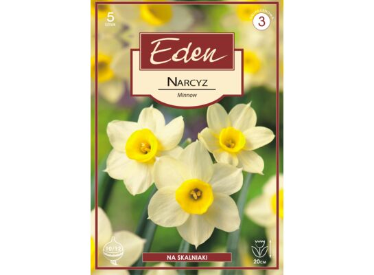 Narcyz miniaturowy Minnow 5 sztuk Eden