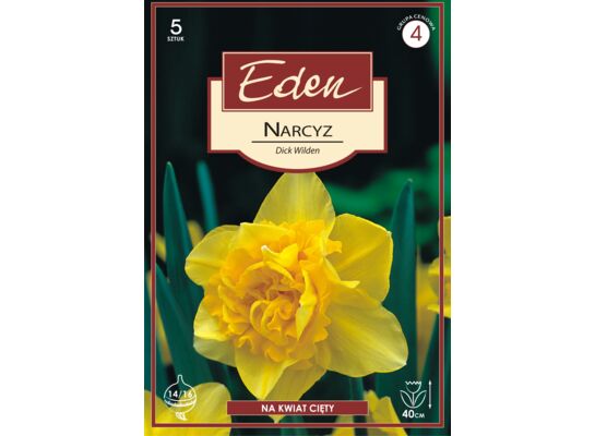 Narcyz pełny Dick Wilden 5 sztuk Eden