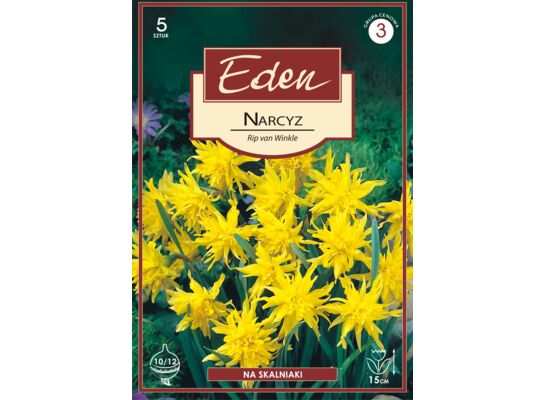 Narcyz pełny niski Rip Van Winkle 5 sztuk Eden