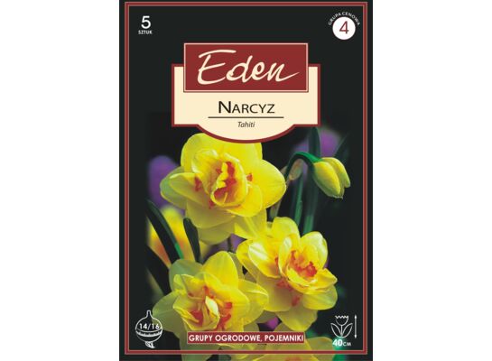 Narcyz pełny Tahiti 5 sztuk Eden