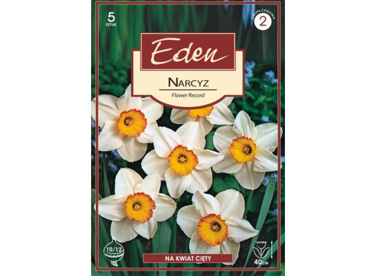 Narcyz wielkoprzykoronkowy Flower Record 5 sztuk Eden