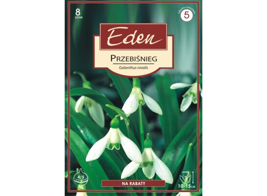 Przebiśnieg Galanthus Nivalisa 8 sztuk Eden