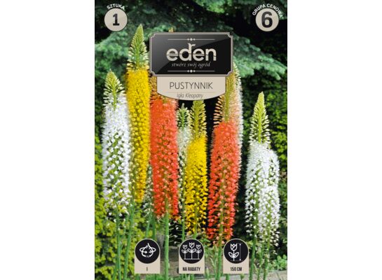 Pustynnik Igła Kleopatry 1 sztuka Eden