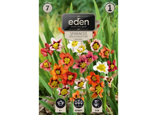 Sparaksis cebulki mix 7 sztuk Eden