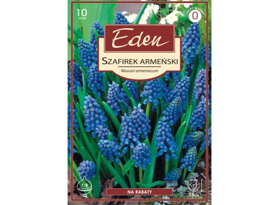 Szafirek Muscari Armeniacum 10 sztuk Eden
