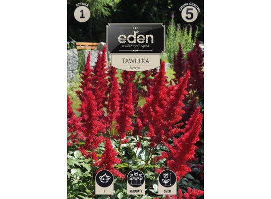 Tawułka Astilbe - 1 sztuka Eden