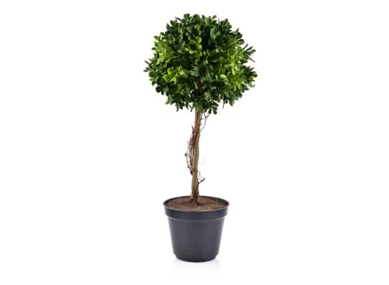 Kwiat sztuczny Bukszpan wysoki w doniczce 45 cm