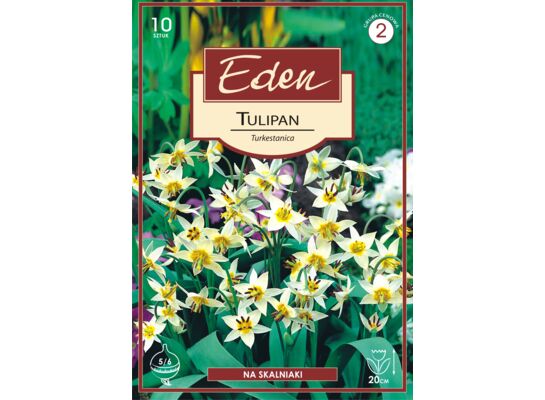 Tulipan botaniczny Turkestanica 10 sztuk Eden