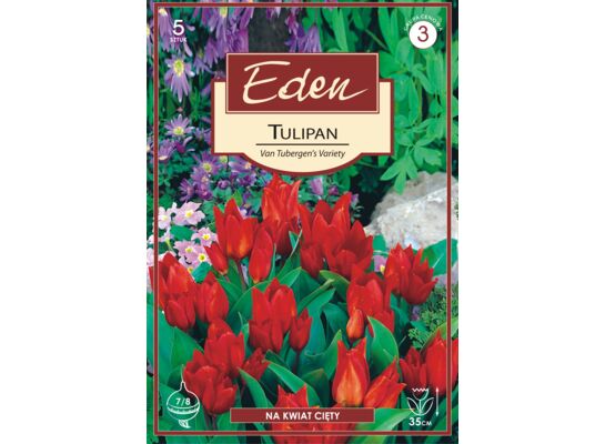 Tulipan botaniczny Van tubergen's variety 5 sztuk Eden