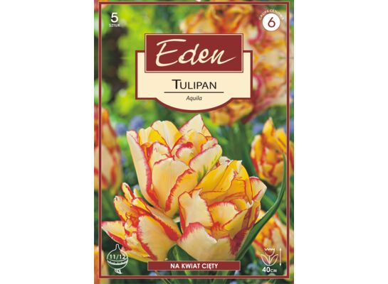 Tulipan Double Early Aquila 5 sztuk Eden