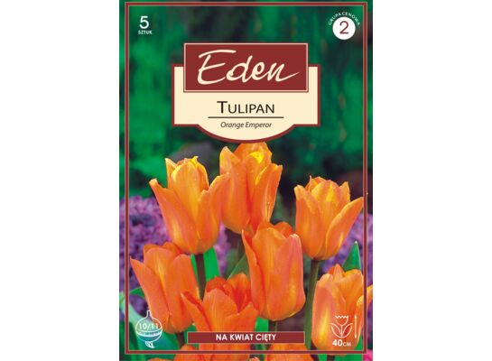 Tulipan Fostera Orange Emperor 5 sztuk Eden