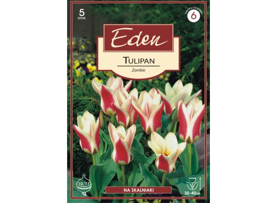 Tulipan Fostera Zombie 5 sztuk Eden