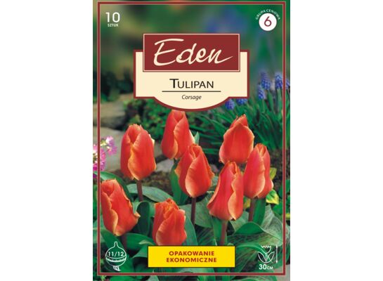 Tulipan Greiga Corsage 10 sztuk Eden