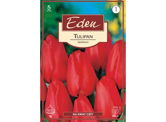 Tulipan hybrydy Darwina Apeldorn 5 sztuk Eden