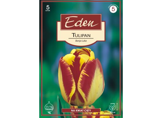 Tulipan hybrydy Darwina Banja Luka 5 sztuk Eden